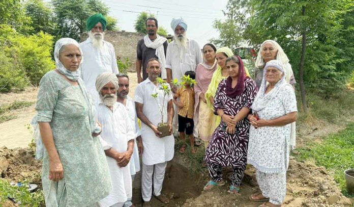 Tree Plantation