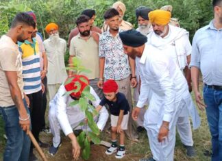 Tree Planting