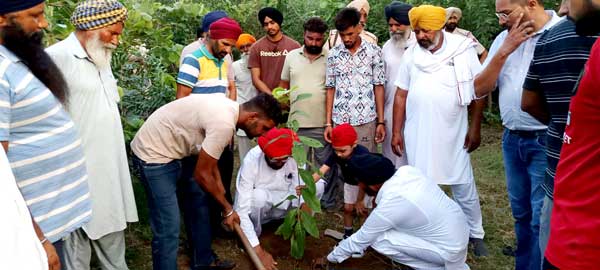 Tree Planting