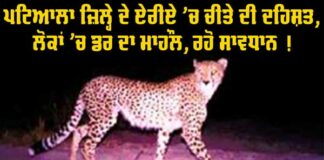 Patiala Leopard Terror