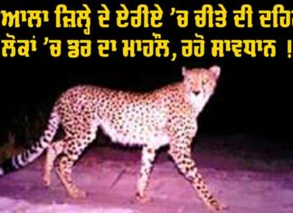 Patiala Leopard Terror