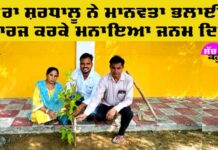 Tree Plantation