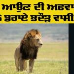 Lion Viral News