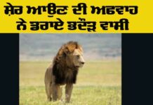 Lion Viral News