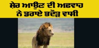 Lion Viral News