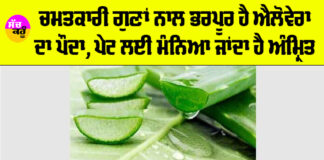 Aloe Vera Benefits