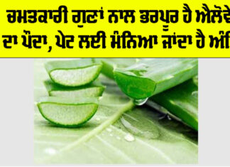 Aloe Vera Benefits