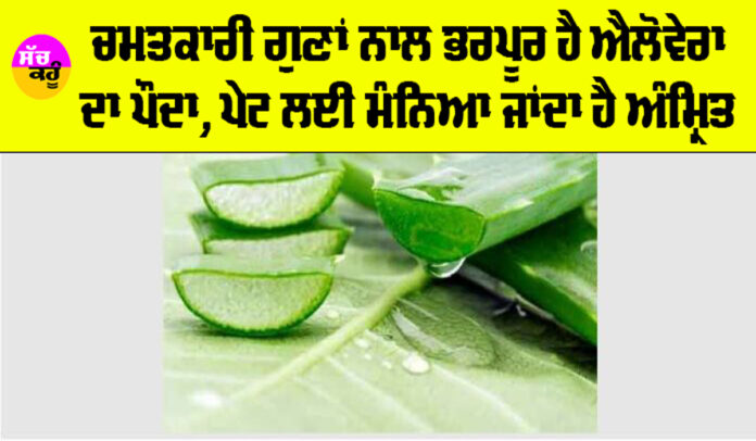 Aloe Vera Benefits