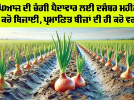 Onion Farming