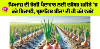 Onion Farming