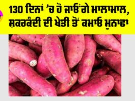 Sweet Potato Farming
