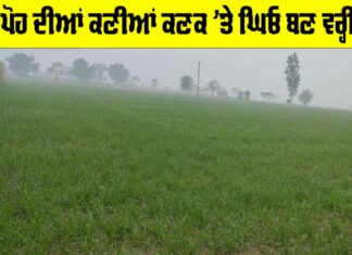 Weather Punjab