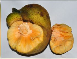 Jackfruit Health Benefits