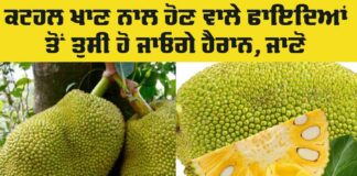 Jackfruit Health Benefits