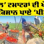 Punjab Farmers News