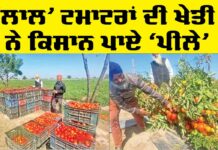 Punjab Farmers News