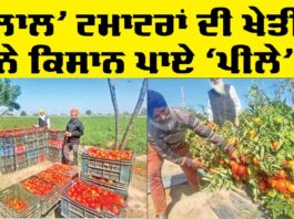 Punjab Farmers News