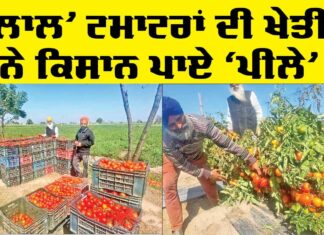 Punjab Farmers News