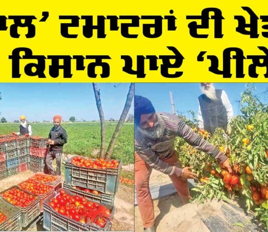 Punjab Farmers News