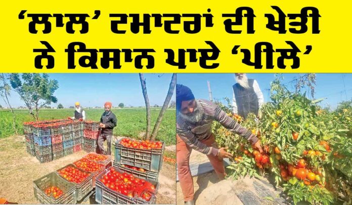 Punjab Farmers News