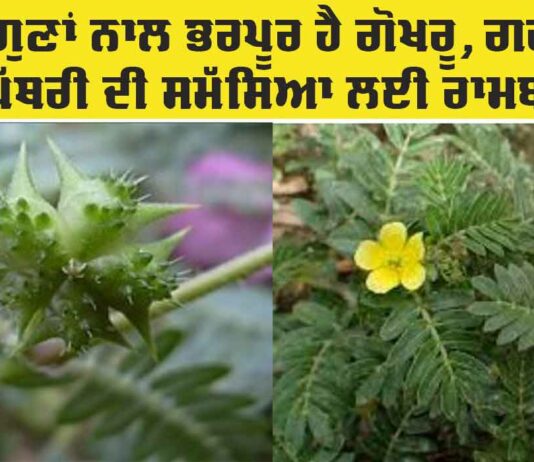 Gokshura Benefits: ਕਈ ਗੁਣਾਂ ਨਾਲ ਭਰਪੂਰ ਹੈ ਗੋਖਰੂ (ਭੱਖੜਾ), ਗਠੀਆ ਅਤੇ ਪੱਥਰੀ ਦੀ ਸਮੱਸਿਆ ਲਈ ਰਾਮਬਾਣ Gokshura Benefits