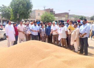 Punjab Bumper Wheat