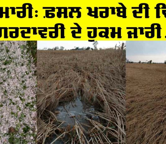 Punjab Government Orders: ਗੜੇਮਾਰੀ ਨਾਲ ਹੋਏ ਨੁਕਸਾਨ ਦੇ ਜਾਇਜ਼ੇ ਲਈ ਵਿਸ਼ੇਸ਼ ਗਿਰਦਾਵਰੀ ਦੇ ਹੁਕਮ Punjab Government Orders