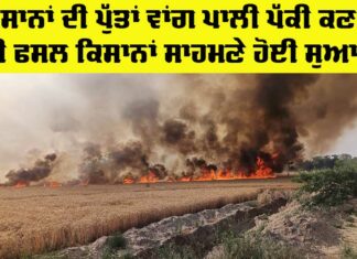Wheat Caught Fire