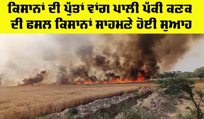 Wheat Caught Fire Wheat Caught Fire