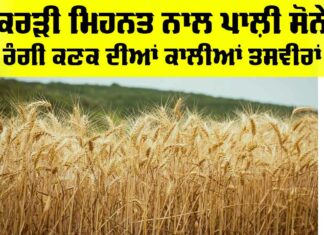Wheat Fire