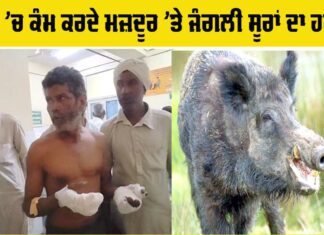 Wild Boar Attack