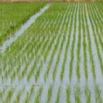 Agriculture News