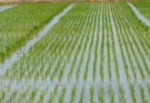 Agriculture News