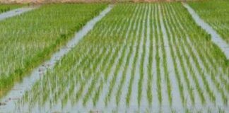 Agriculture News