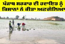 Punjab Government News