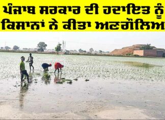 Punjab Government News