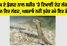 Snake News