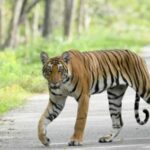 Tiger Attack