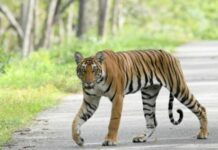 Tiger Attack