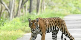 Tiger Attack