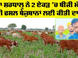 Animal Welfare Punjab