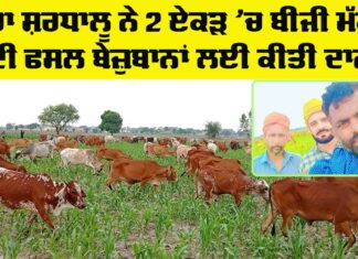 Animal Welfare Punjab