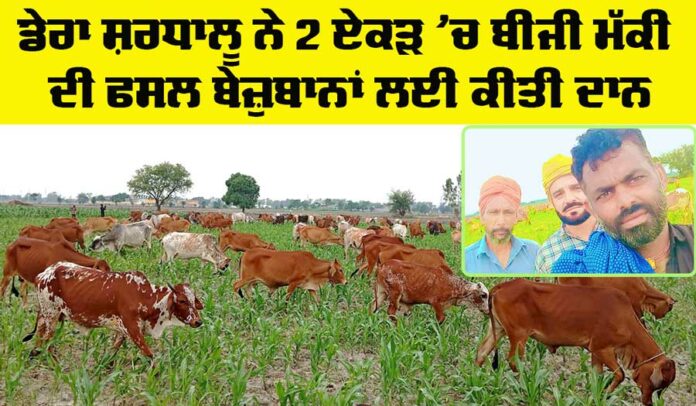 Welfare Animal Welfare Punjab