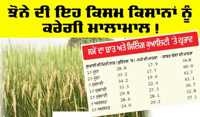 punjab-paddy-news-2