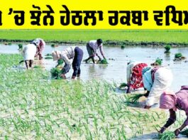 Area Under Paddy