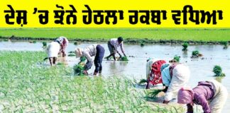 Area Under Paddy