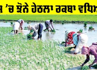 Area Under Paddy