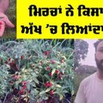 Chilli Farming Punjab
