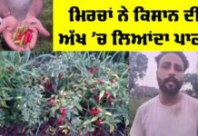 Chilli Farming Punjab