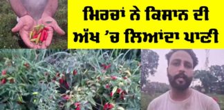 Chilli Farming Punjab